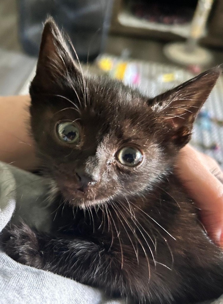Chucky, an adoptable Domestic Short Hair in Hoover , AL, 35226 | Photo Image 2