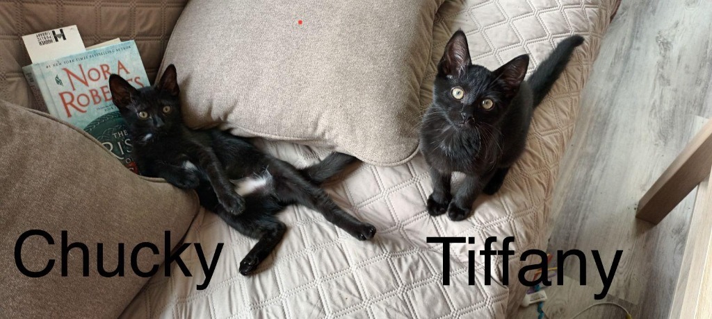 Tiffany, an adoptable Domestic Short Hair in Hoover , AL, 35226 | Photo Image 1