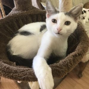 Sprout, Adult Female Domestic Short Hair