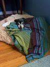 Morrigan (In Foster) photo 6