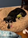 Morrigan (In Foster) photo 7