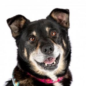 Meet Alicia an adorable Shepherd Australian mix with a heart of gold This sweet and friendly girl 