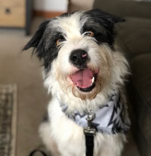 Animal Profile Ziggy is a 5 year old 55lb Bearded Collie mix that was adopted 