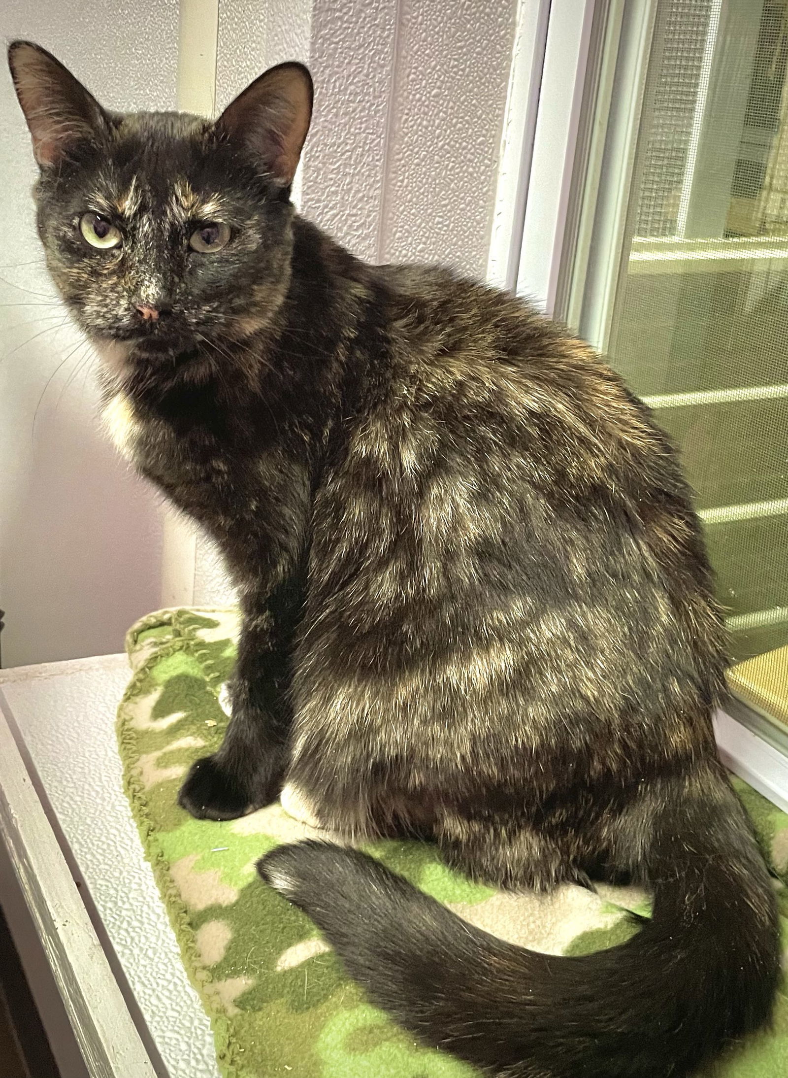 Shawna, an adoptable Domestic Short Hair in Estherville, IA, 51334 | Photo Image 1