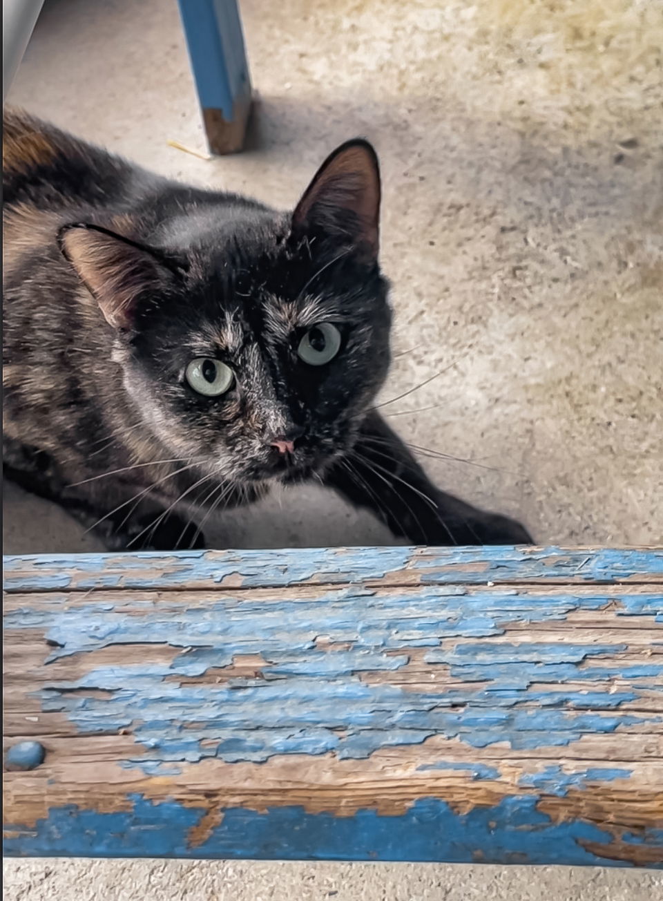 Shawna, an adoptable Domestic Short Hair in Estherville, IA, 51334 | Photo Image 2