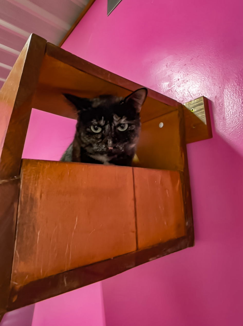 Shawna, an adoptable Domestic Short Hair in Estherville, IA, 51334 | Photo Image 3