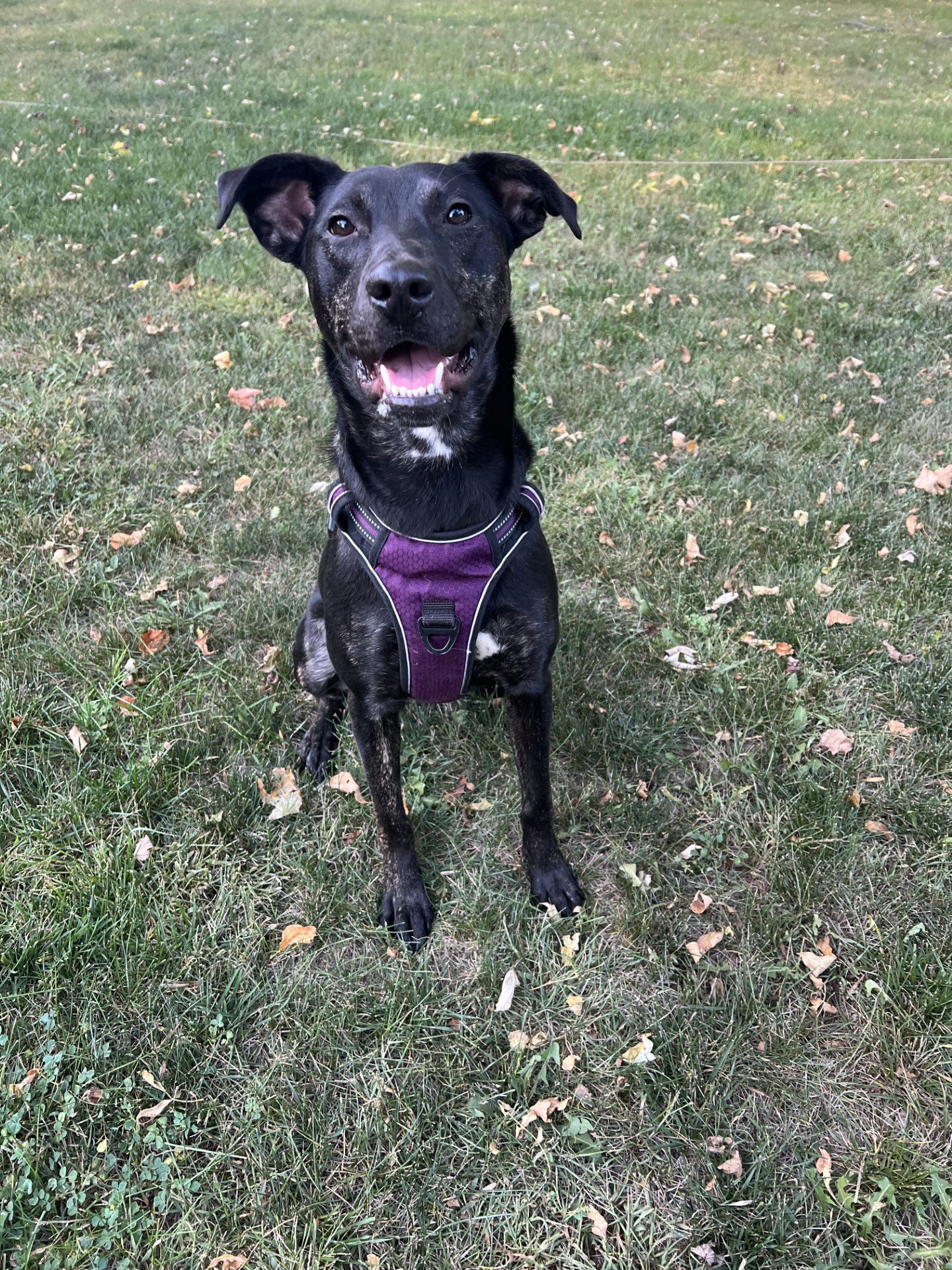 Aurora, an adoptable German Shepherd Dog, Labrador Retriever in Estherville, IA, 51334 | Photo Image 1