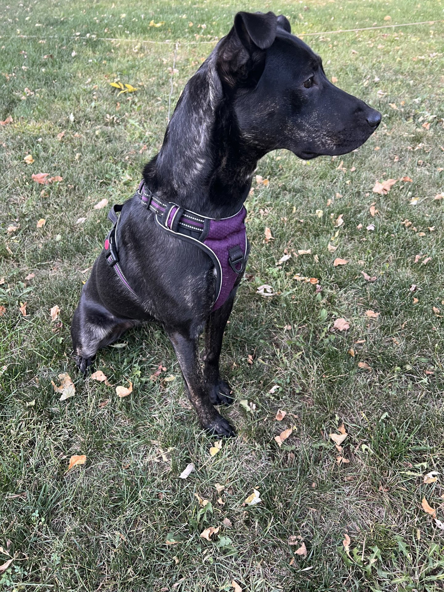 Aurora, an adoptable German Shepherd Dog, Labrador Retriever in Estherville, IA, 51334 | Photo Image 2