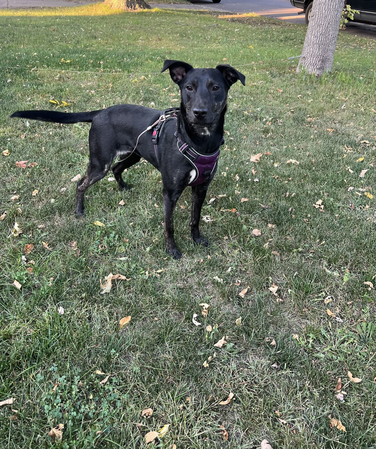 Aurora, an adoptable German Shepherd Dog, Labrador Retriever in Estherville, IA, 51334 | Photo Image 3