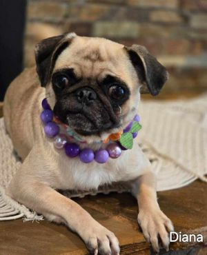 Diana is a 2-year-old 13-pound female pug mix from Tijuana She has adjusted very well during her t