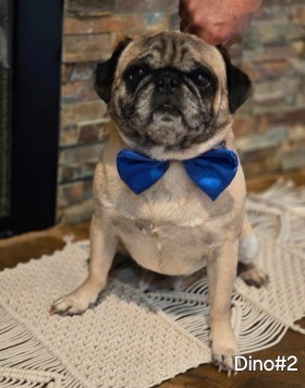 Dino is a 2-year-old 18-pound male pug mix from TijuanaDino is a young sweet and loving pug mix