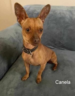 Canela who also responds to the name Fran is an 8-month-old 10-pound female c