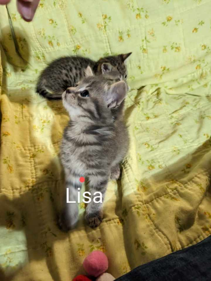 Lisa Simpson 1