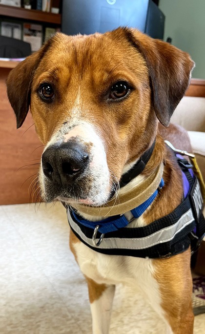 Charlie, an adoptable Mixed Breed in Harbor Springs, MI, 49740 | Photo Image 1