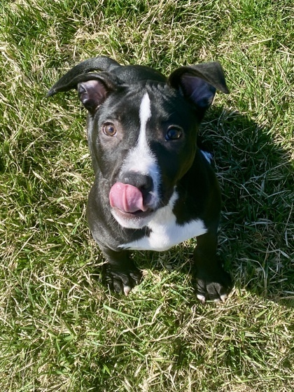 Mookie, an adoptable Mixed Breed in Harbor Springs, MI, 49740 | Photo Image 2