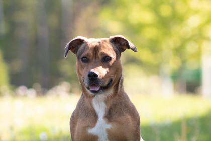 Lacey, an adoptable Catahoula Leopard Dog, Mixed Breed in Harbor Springs, MI, 49740 | Photo Image 1