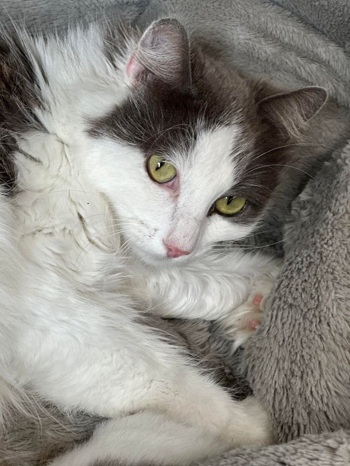 Fluffy, an adoptable Domestic Long Hair in Brookings, OR, 97415 | Photo Image 1