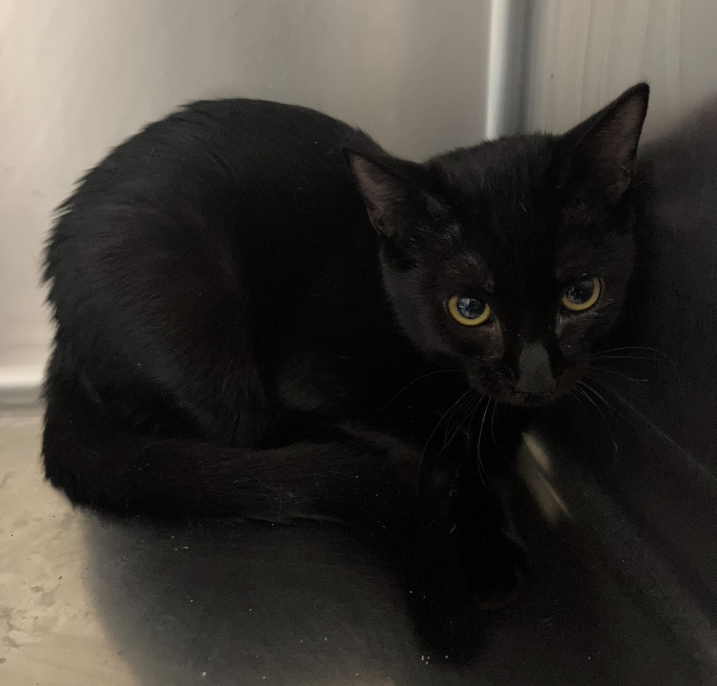 Colette, an adoptable Domestic Short Hair in Corpus Christi, TX, 78415 | Photo Image 1