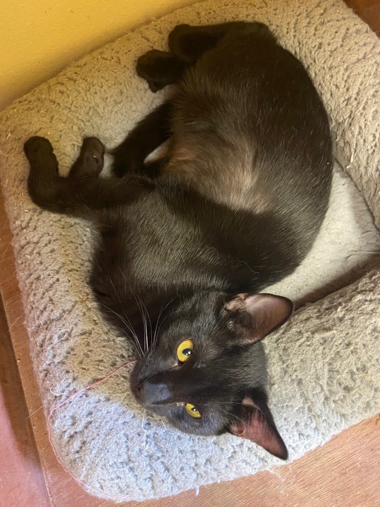 Colette, an adoptable Domestic Short Hair in Corpus Christi, TX, 78415 | Photo Image 1