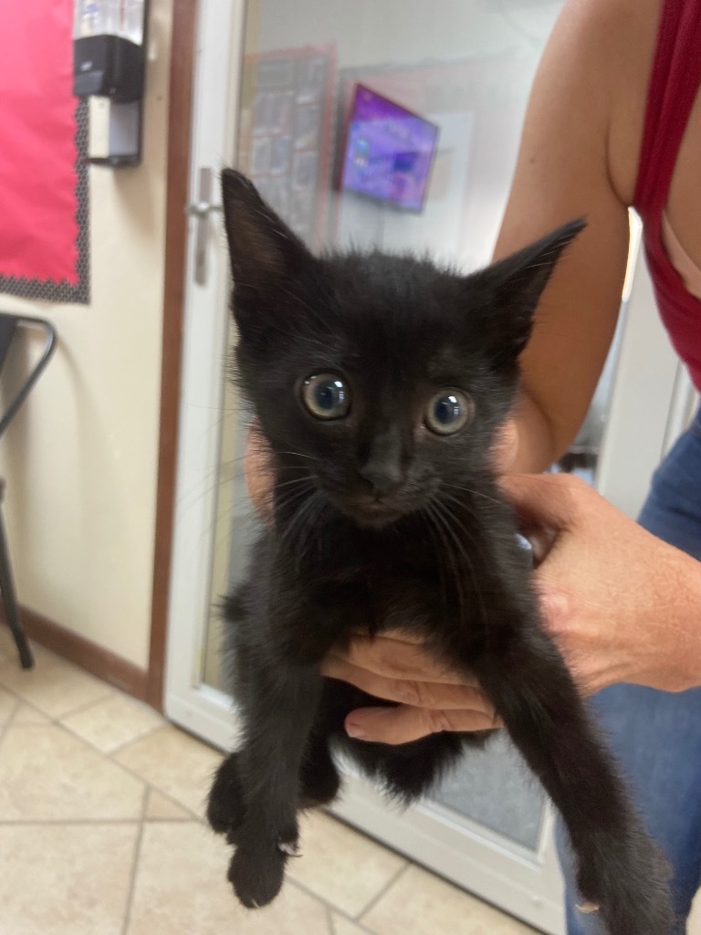 Colette, an adoptable Domestic Short Hair in Corpus Christi, TX, 78415 | Photo Image 2