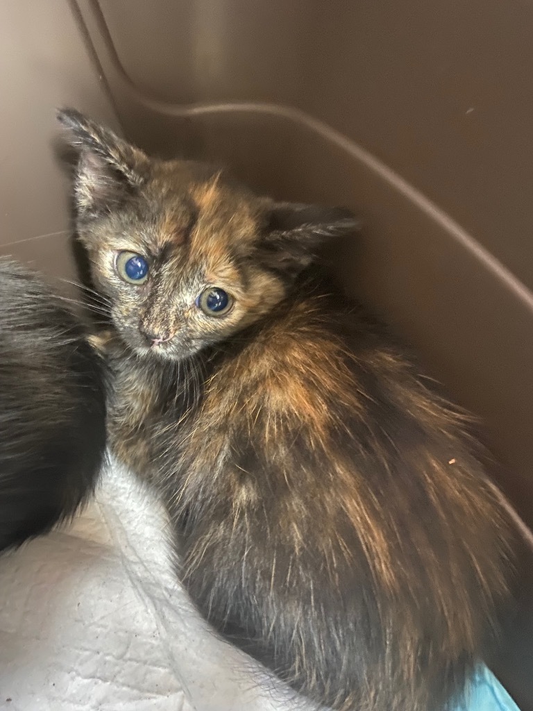 Sheena, an adoptable Domestic Short Hair in Corpus Christi, TX, 78415 | Photo Image 1