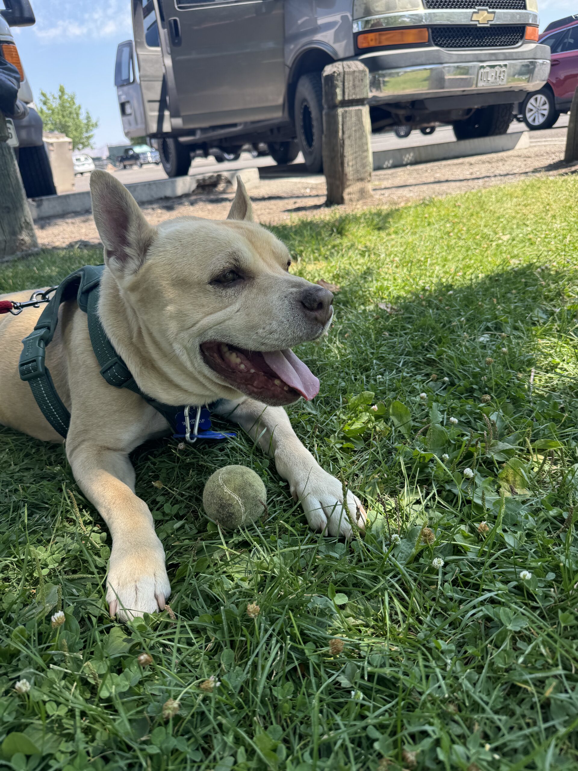 Jabba, an adoptable French Bulldog, Pit Bull Terrier in Grand Junction, CO, 81503 | Photo Image 1