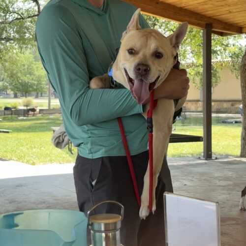 Jabba, an adoptable French Bulldog, Pit Bull Terrier in Grand Junction, CO, 81503 | Photo Image 3