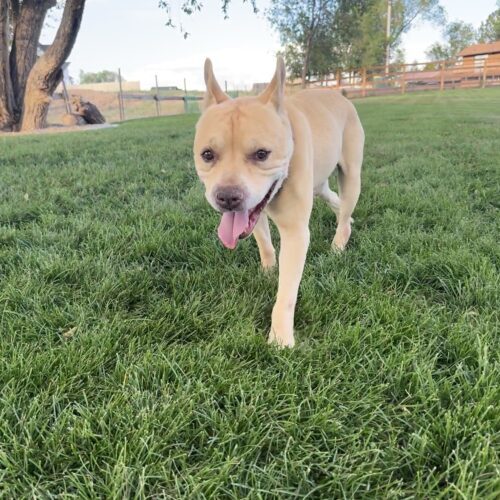 Jabba, an adoptable French Bulldog, Pit Bull Terrier in Grand Junction, CO, 81503 | Photo Image 5