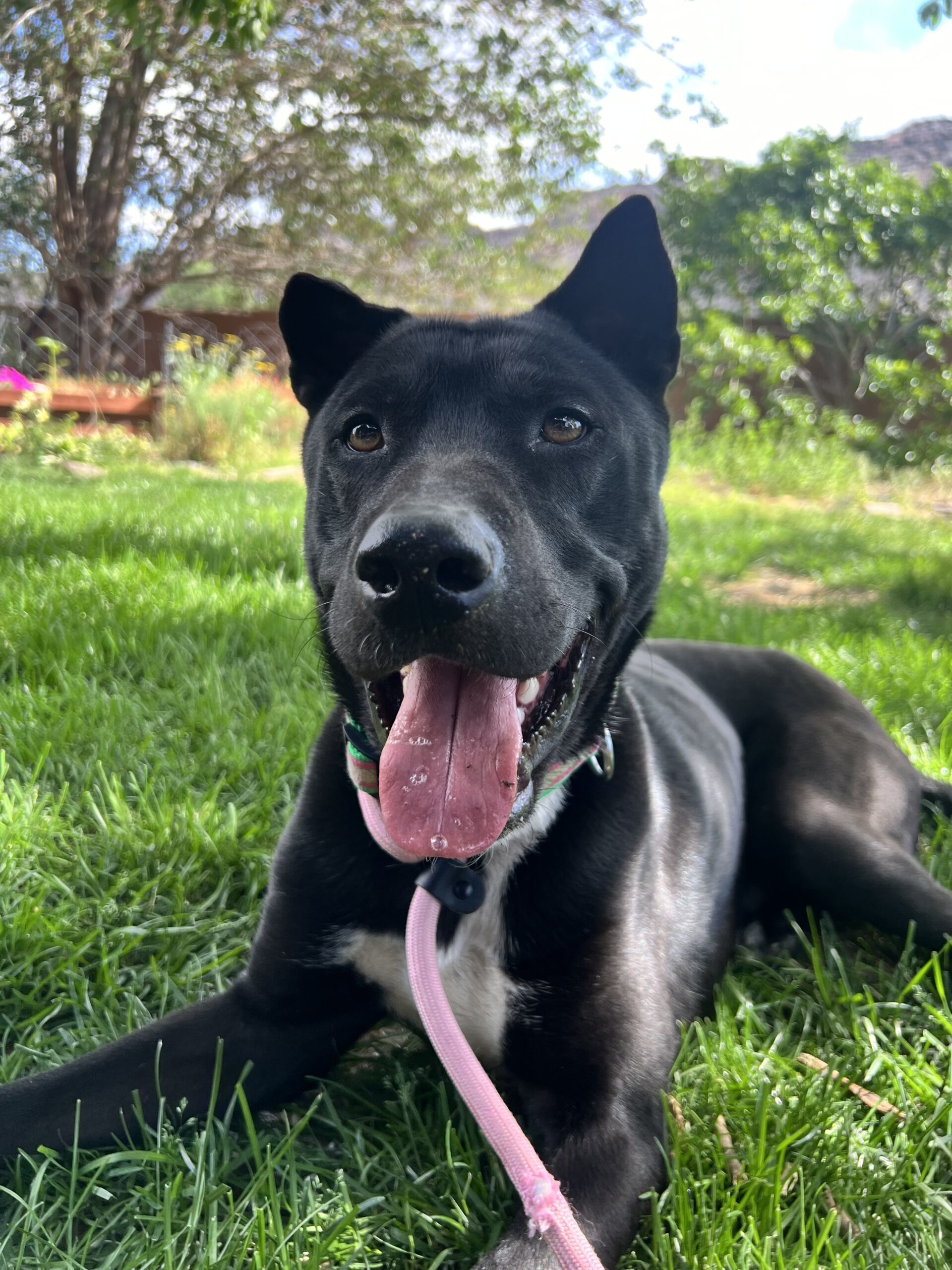 Jarvis, an adoptable Shepherd, Mixed Breed in Grand Junction, CO, 81503 | Photo Image 1