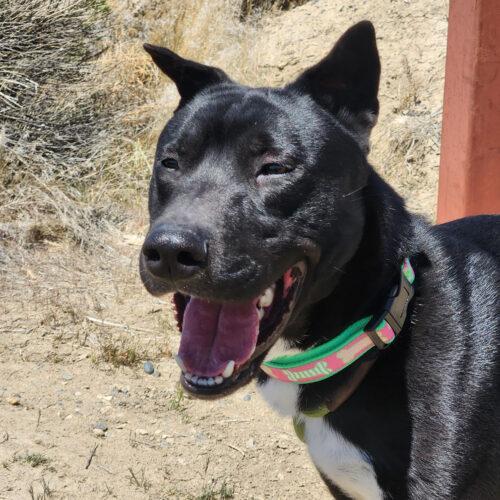 Jarvis, an adoptable Shepherd, Mixed Breed in Grand Junction, CO, 81503 | Photo Image 2