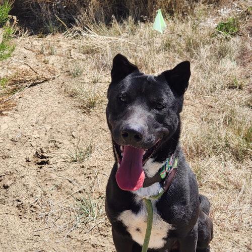 Jarvis, an adoptable Shepherd, Mixed Breed in Grand Junction, CO, 81503 | Photo Image 3