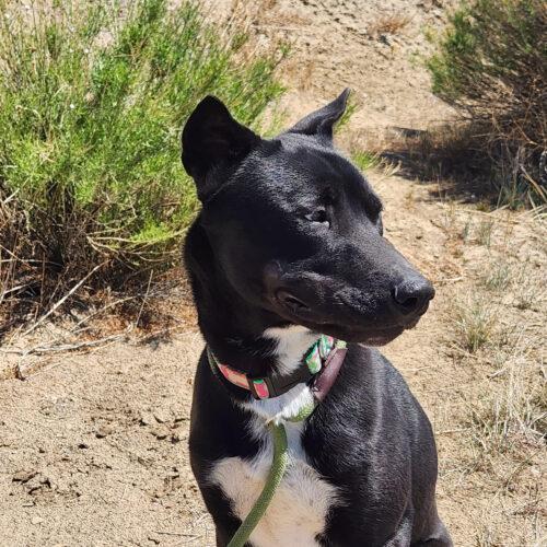 Jarvis, an adoptable Shepherd, Mixed Breed in Grand Junction, CO, 81503 | Photo Image 4