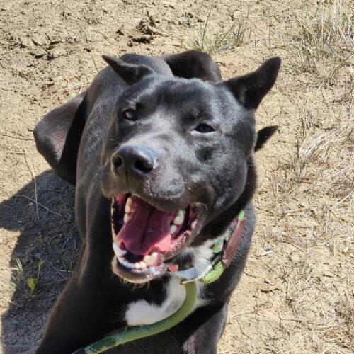 Jarvis, an adoptable Shepherd, Mixed Breed in Grand Junction, CO, 81503 | Photo Image 5