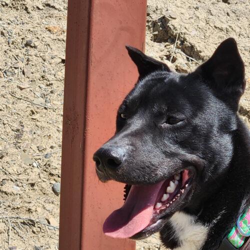 Jarvis, an adoptable Shepherd, Mixed Breed in Grand Junction, CO, 81503 | Photo Image 6