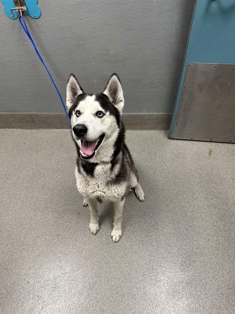 SCOOTER, an adoptable Siberian Husky in Las Vegas, NV, 89101 | Photo Image 1