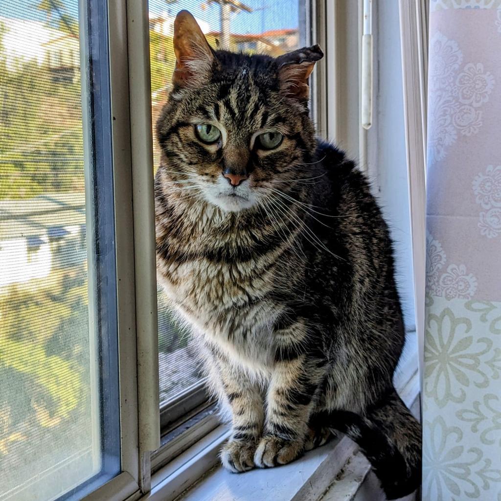 Kiki, an adoptable Domestic Short Hair in Ramona, CA, 92065 | Photo Image 3