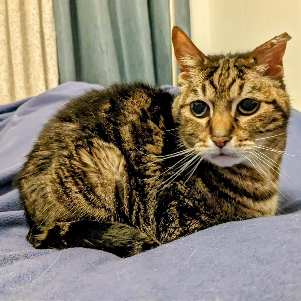 Kiki, an adoptable Domestic Short Hair in Ramona, CA, 92065 | Photo Image 4