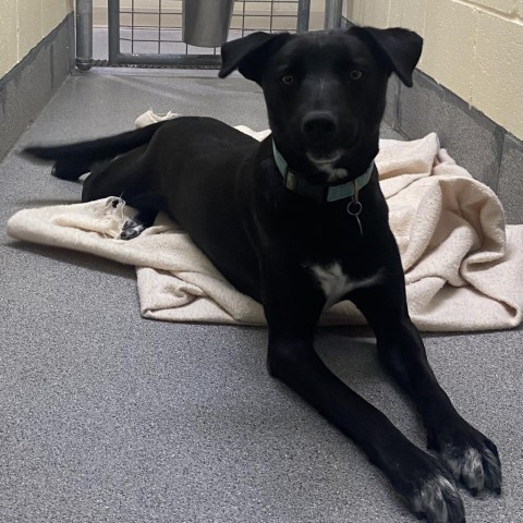 Bo, an adoptable Cattle Dog, Australian Kelpie in Cedaredge, CO, 81413 | Photo Image 1