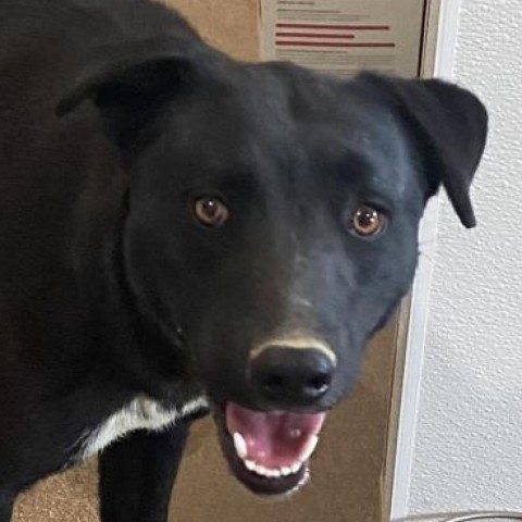 Bo, an adoptable Cattle Dog, Australian Kelpie in Cedaredge, CO, 81413 | Photo Image 2