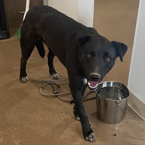 Bo, an adoptable Cattle Dog, Australian Kelpie in Cedaredge, CO, 81413 | Photo Image 3