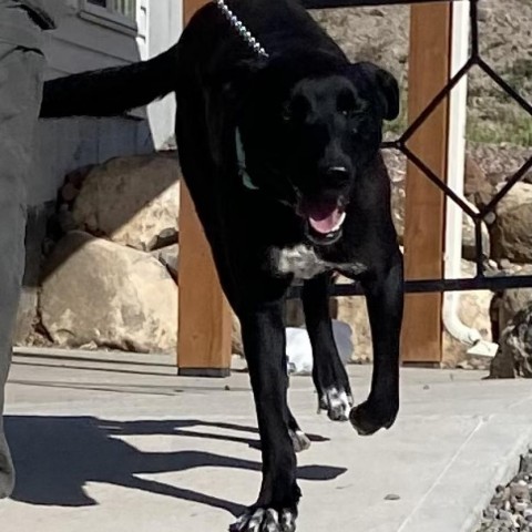 Bo, an adoptable Cattle Dog, Australian Kelpie in Cedaredge, CO, 81413 | Photo Image 5