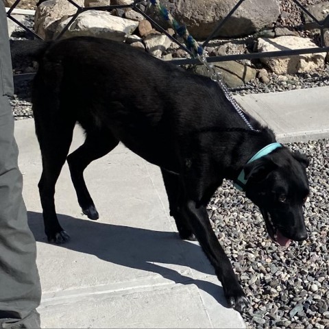 Bo, an adoptable Cattle Dog, Australian Kelpie in Cedaredge, CO, 81413 | Photo Image 6