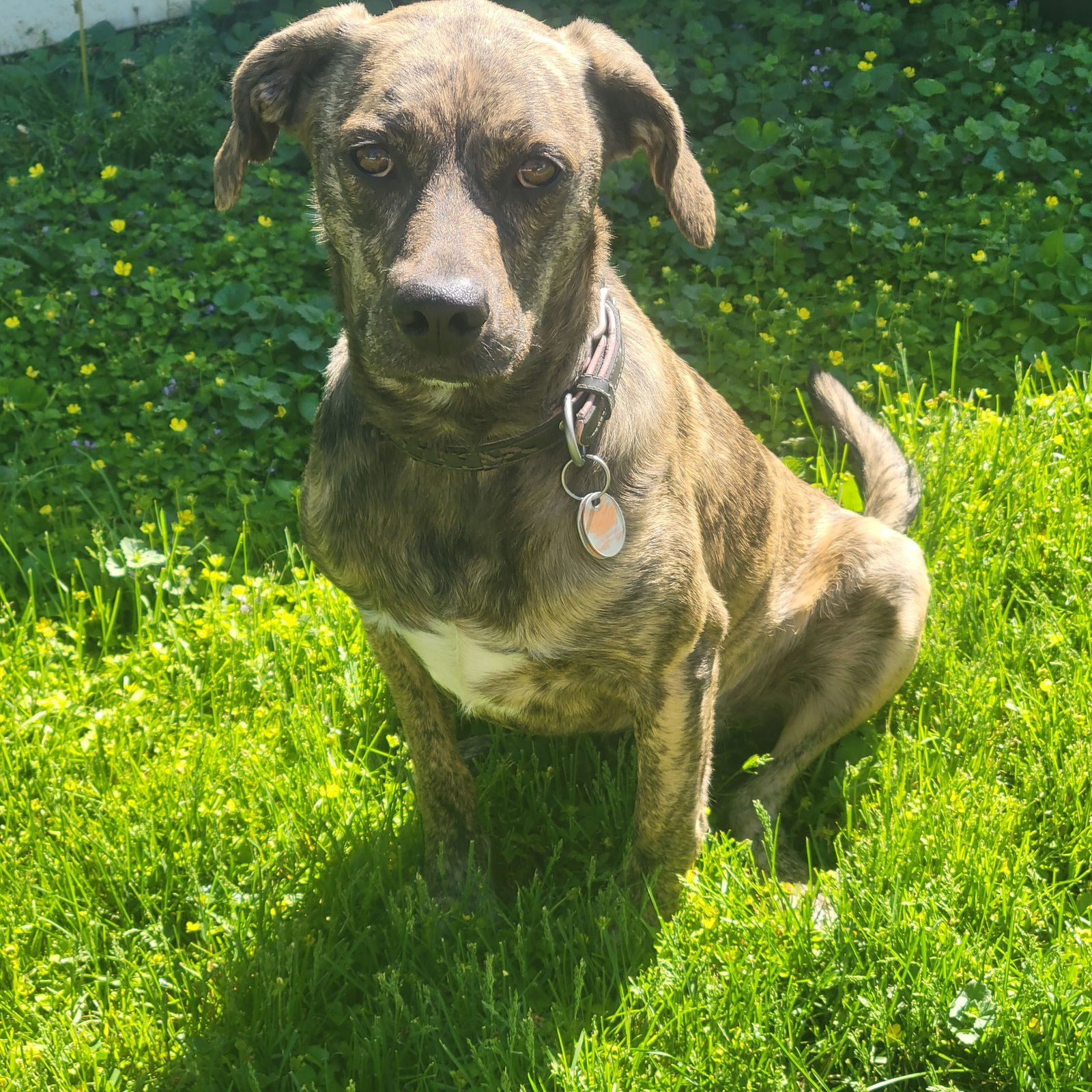 ALY**, an adoptable American Bulldog, Bloodhound in Mechanicsburg, PA, 17055 | Photo Image 2