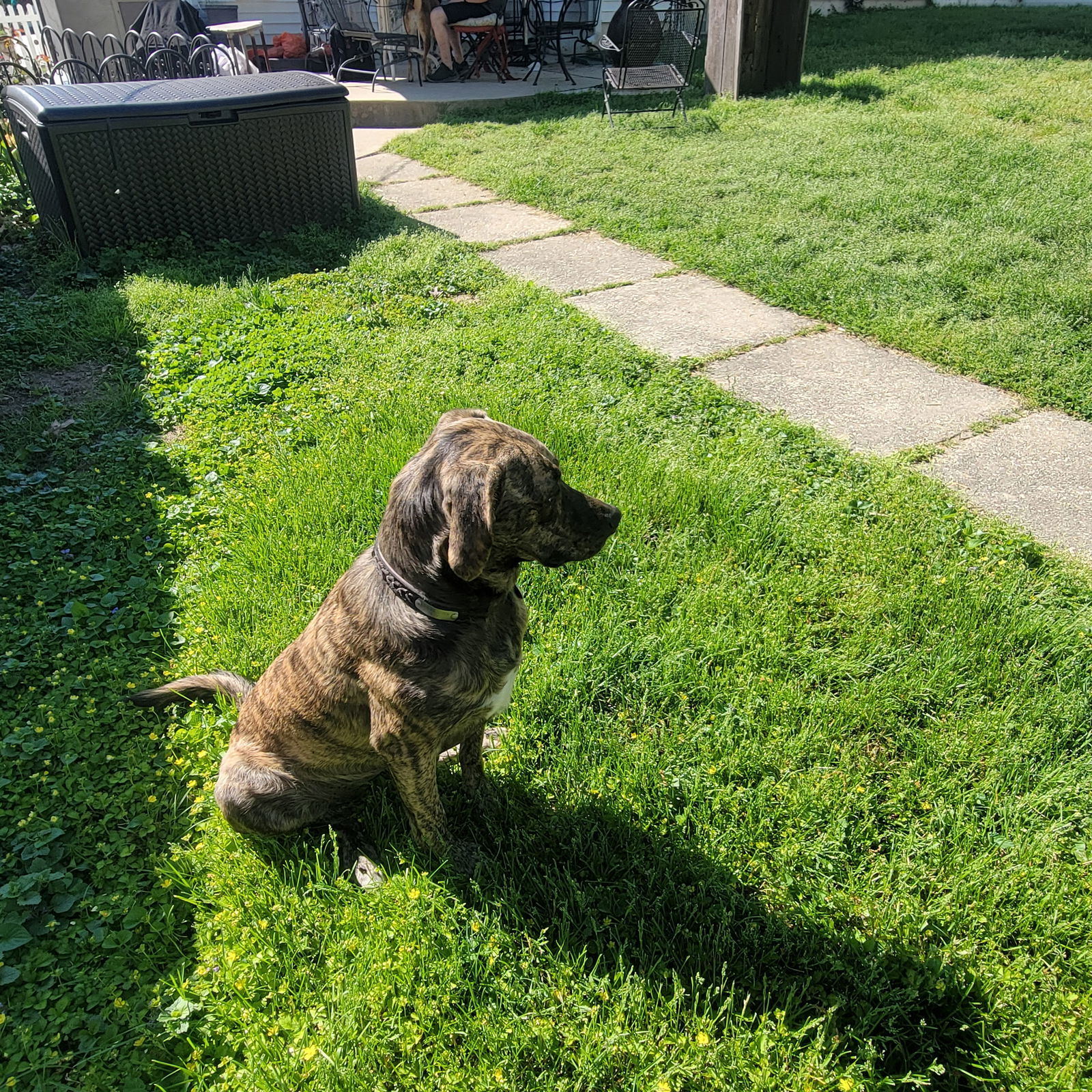 ALY**, an adoptable American Bulldog, Bloodhound in Mechanicsburg, PA, 17055 | Photo Image 3