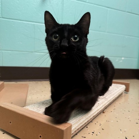 Rarity, an adoptable Domestic Short Hair in Fargo, ND, 58102 | Photo Image 1