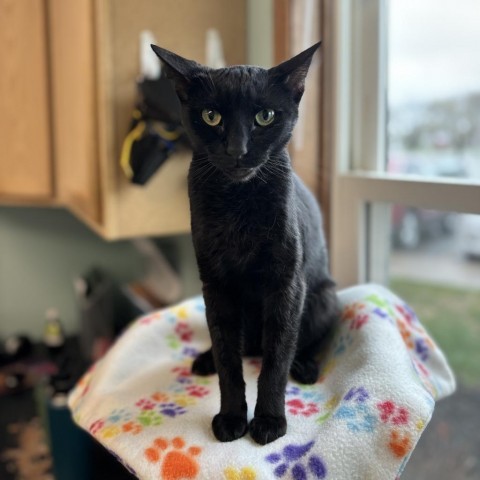 Rarity, an adoptable Domestic Short Hair in Fargo, ND, 58102 | Photo Image 3