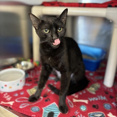 Rarity, an adoptable Domestic Short Hair in Fargo, ND, 58102 | Photo Image 4