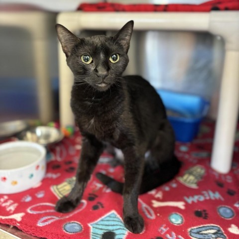 Rarity--In Foster, an adoptable Domestic Short Hair in Fargo, ND, 58102 | Photo Image 5