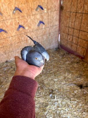 Rolo, Adult Male Pigeon