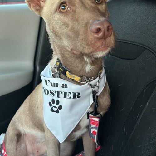 Dewey, an adoptable Mixed Breed in King City, ON, L7B 1K5 | Photo Image 3